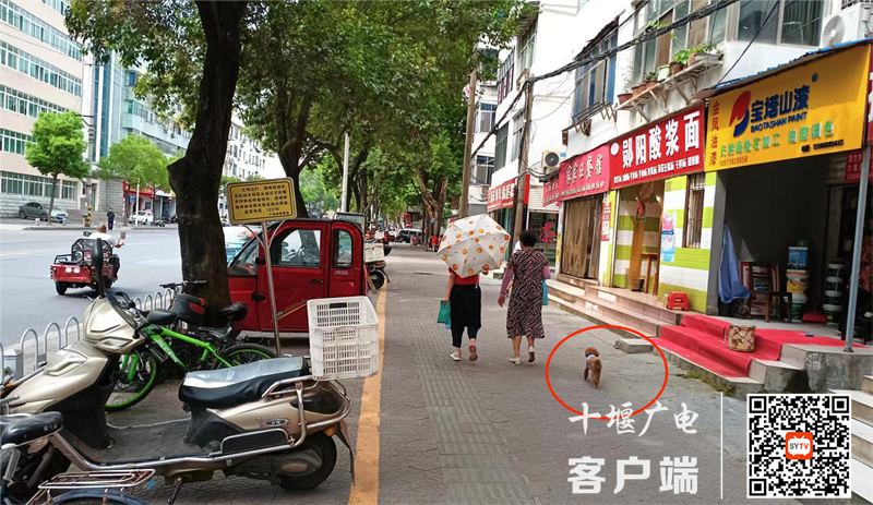 05汉江南路存在遛狗不牵绳的不文明行为