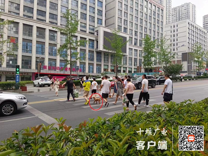 04凯旋大道存在遛狗不牵绳不文明行为_副本
