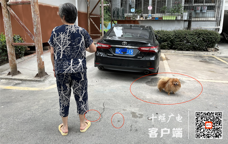 03红河路8号光明花园存在随地吐痰、遛狗不牵绳的不文明行为