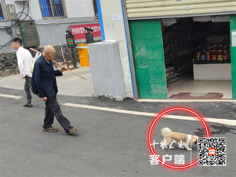 大岭路存在居民遛狗不牵绳的不文明行为。