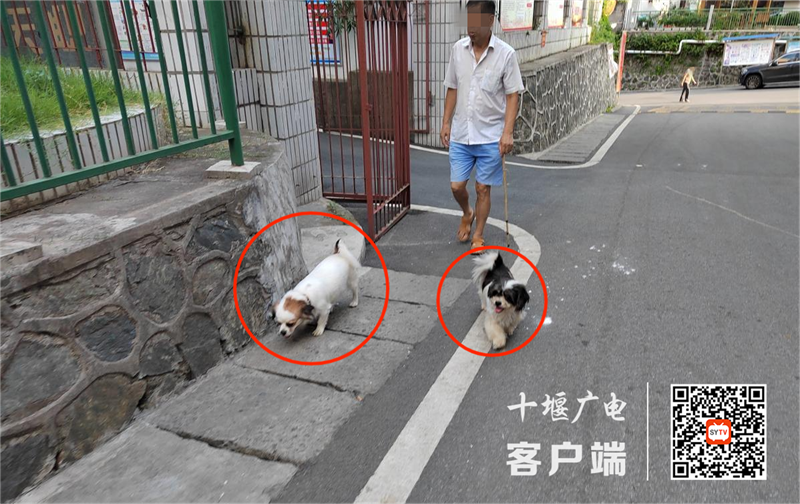 汉江中路存在溜狗不牵绳的不文明行为