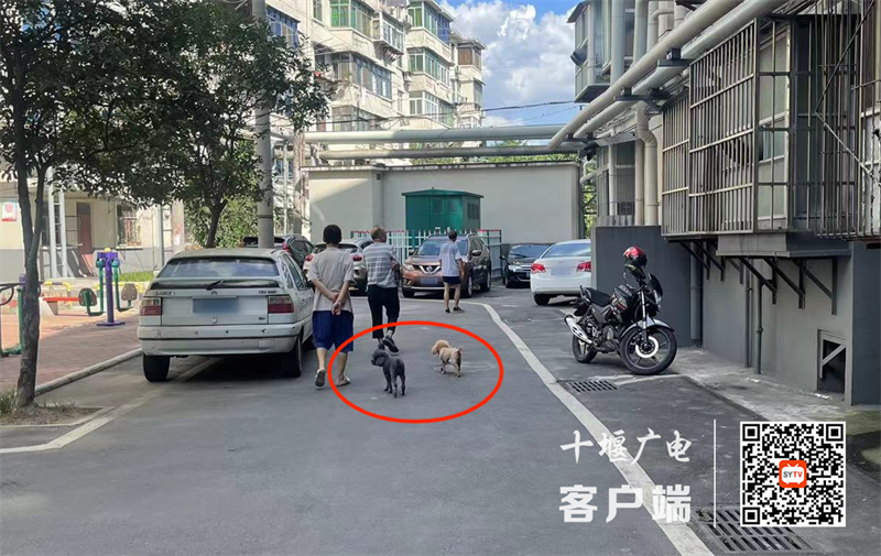 香归小区存在遛狗不牵绳的不文明行为