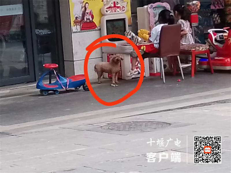 阳光栖谷小区旁存在遛狗不牵绳的不文明行为