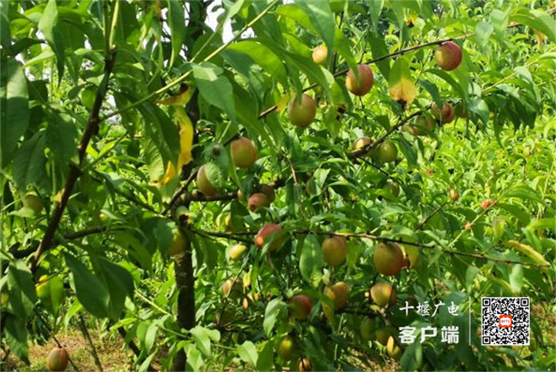 微信图片_20220809182034_副本