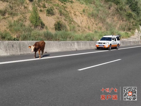 1.顺利将黄牛引导到应急停车带
