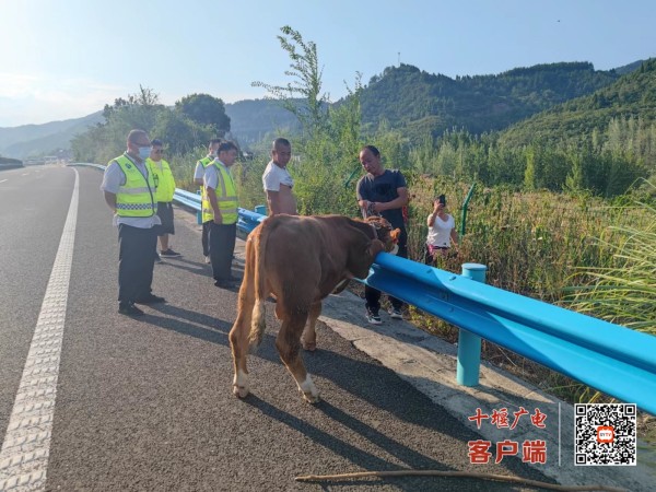 2.众人合力将黄牛带离高速