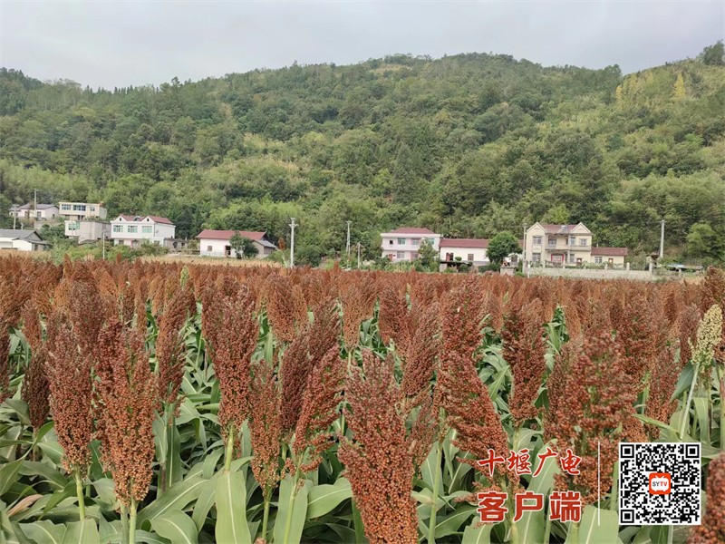 高粱基地_副本