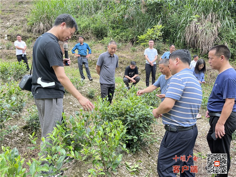 乡村振兴拉练进茶园