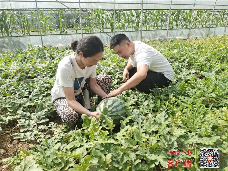 开展西瓜采摘节-2