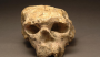 十堰发现距今百万年直立人头骨化石，保存完好极为罕见