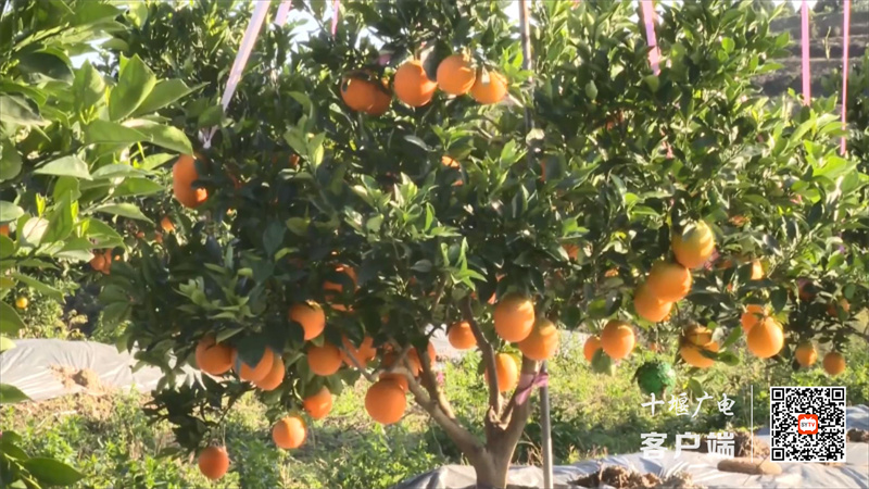 宇翔农场：寒冬季节 水果满枝头.mp4_20221210_202706831