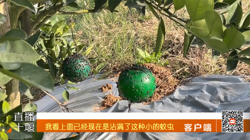 宇翔农场：寒冬季节 水果满枝头.mp4_20221210_202810061