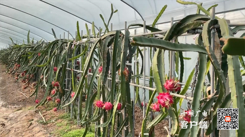 宇翔农场：寒冬季节 水果满枝头.mp4_20221210_203003763
