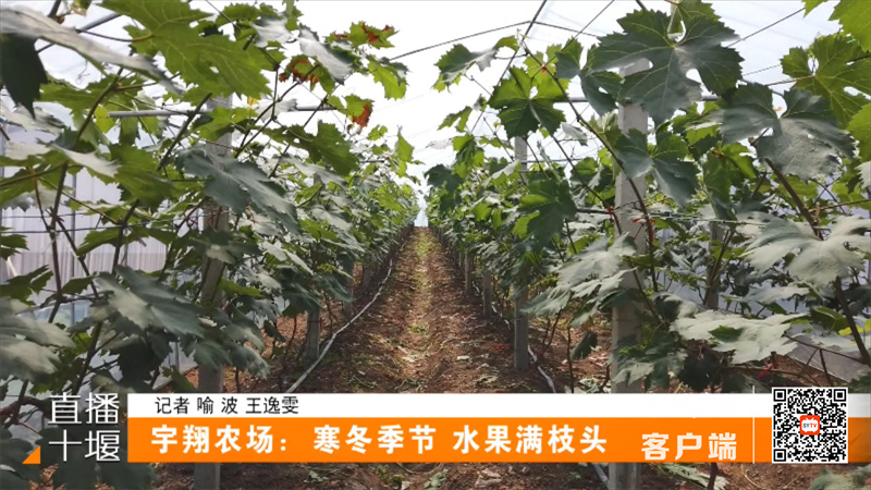 宇翔农场：寒冬季节 水果满枝头.mp4_20221210_203424724