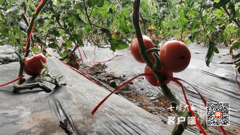 蔬菜种植52万亩.mp4_20230209_161606864