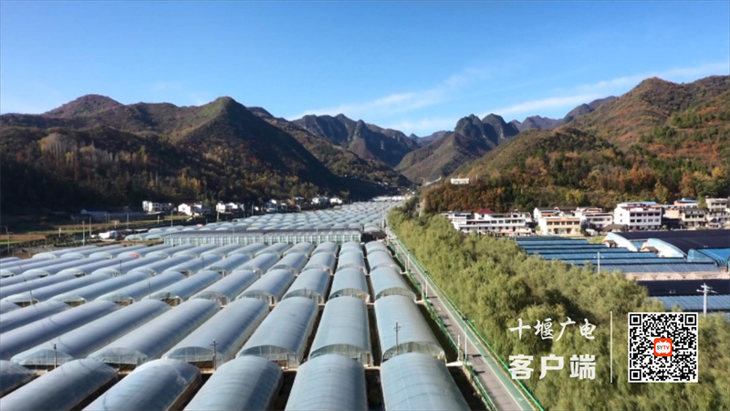 蔬菜种植52万亩.mp4_20230209_161553206