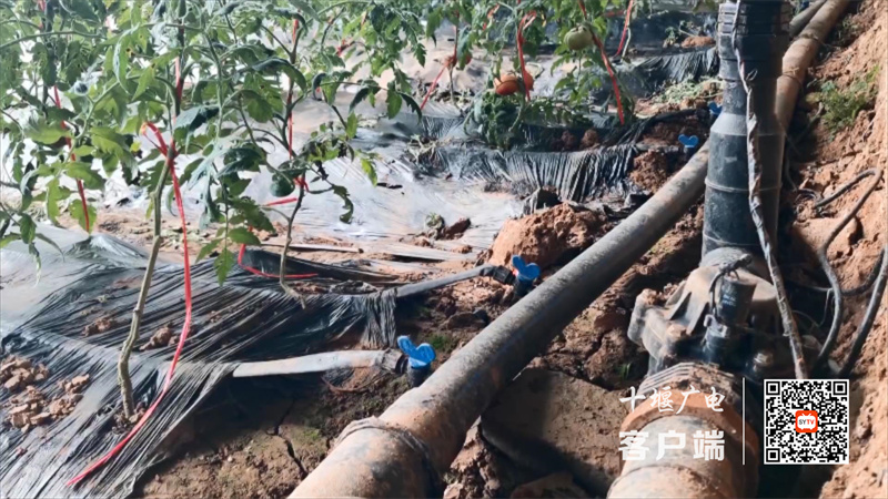 蔬菜种植52万亩.mp4_20230209_162236374