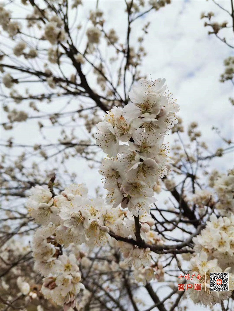 花11