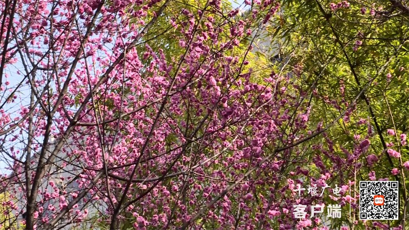 粗剪视频 花开春意浓 赏花打卡正当时.mp4_20230306_190857053