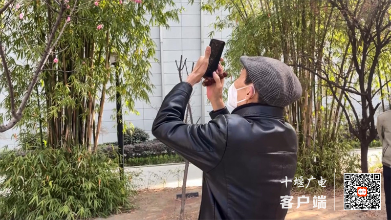 粗剪视频 花开春意浓 赏花打卡正当时.mp4_20230306_191018026