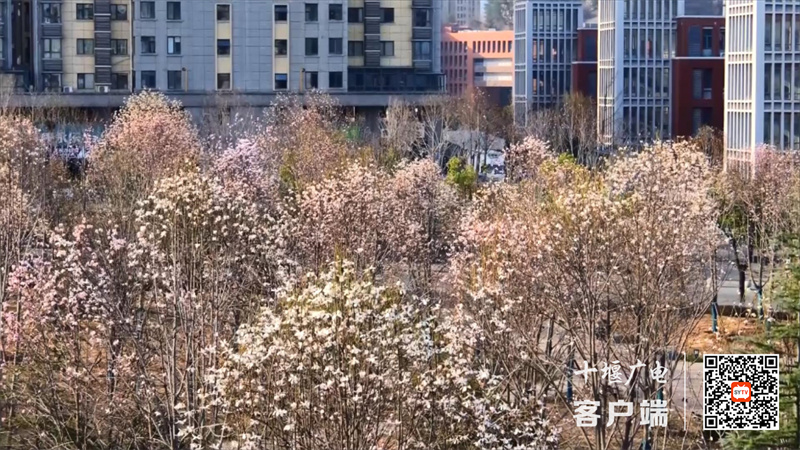 粗剪视频 花开春意浓 赏花打卡正当时.mp4_20230306_191412356