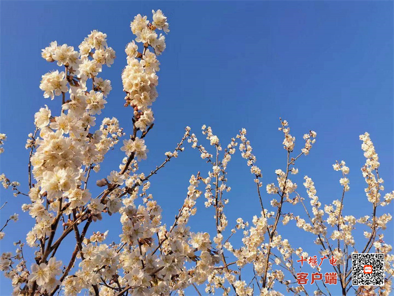 花10