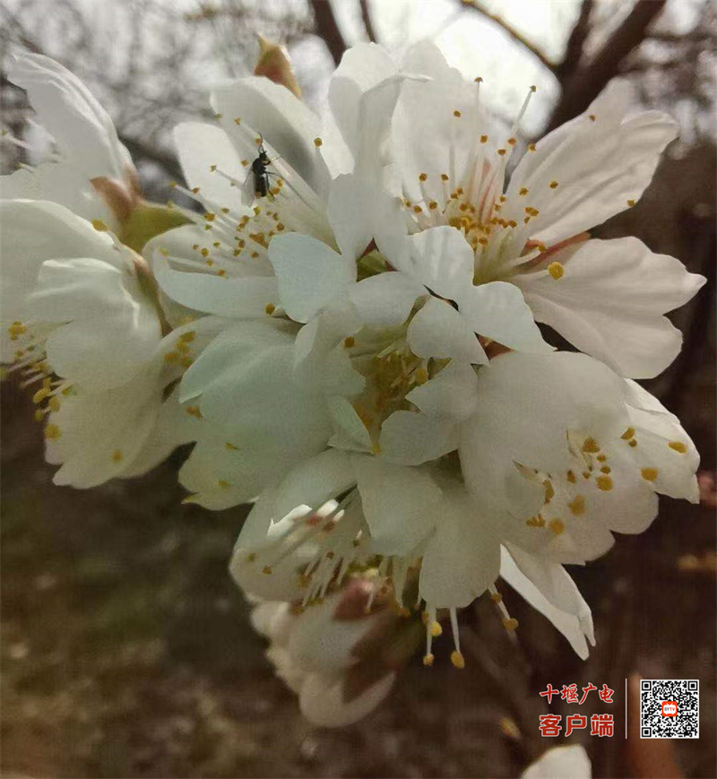 花7
