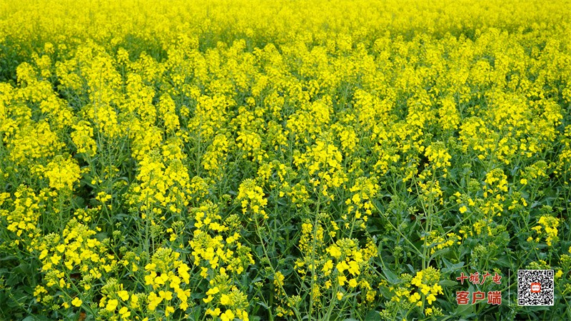 郧阳柳陂李家咀2023年春油菜花  梁彦明  张国涛 摄 (2)