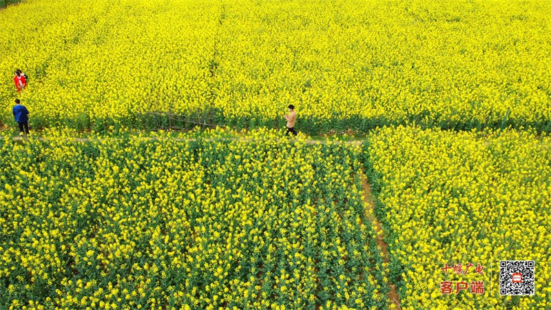 郧阳柳陂李家咀2023年春油菜花  梁彦明  张国涛 摄 (10)