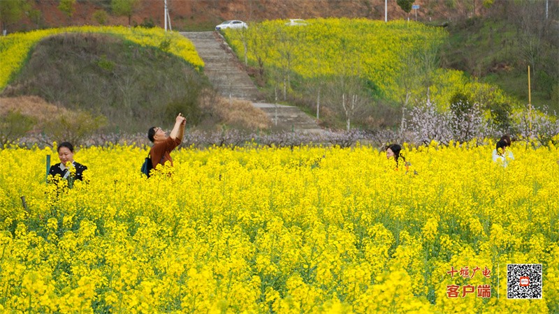 郧阳柳陂李家咀2023年春油菜花  梁彦明  张国涛 摄 (12)