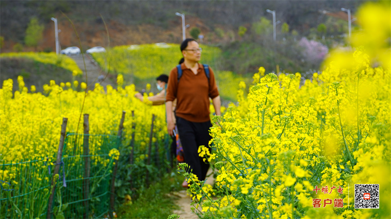 郧阳柳陂李家咀2023年春油菜花  梁彦明  张国涛 摄 (3)