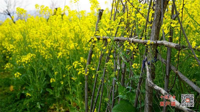 郧阳柳陂李家咀2023年春油菜花  梁彦明  张国涛 摄 (8)