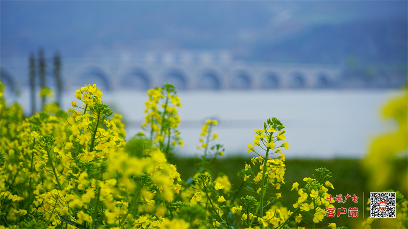 郧阳柳陂李家咀2023年春油菜花  梁彦明  张国涛 摄 (1)_副本
