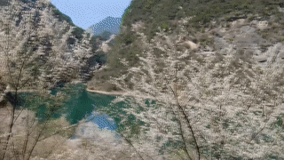 竹山：千亩李花繁胜雪  如画乡村迎客来[00-00-13--00-00-20]