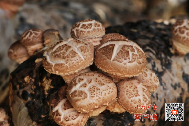 花菇5