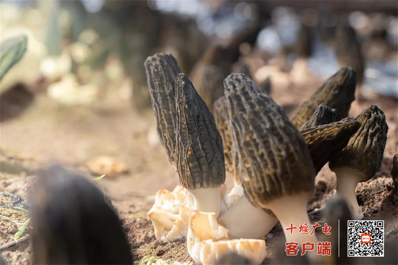 羊肚4