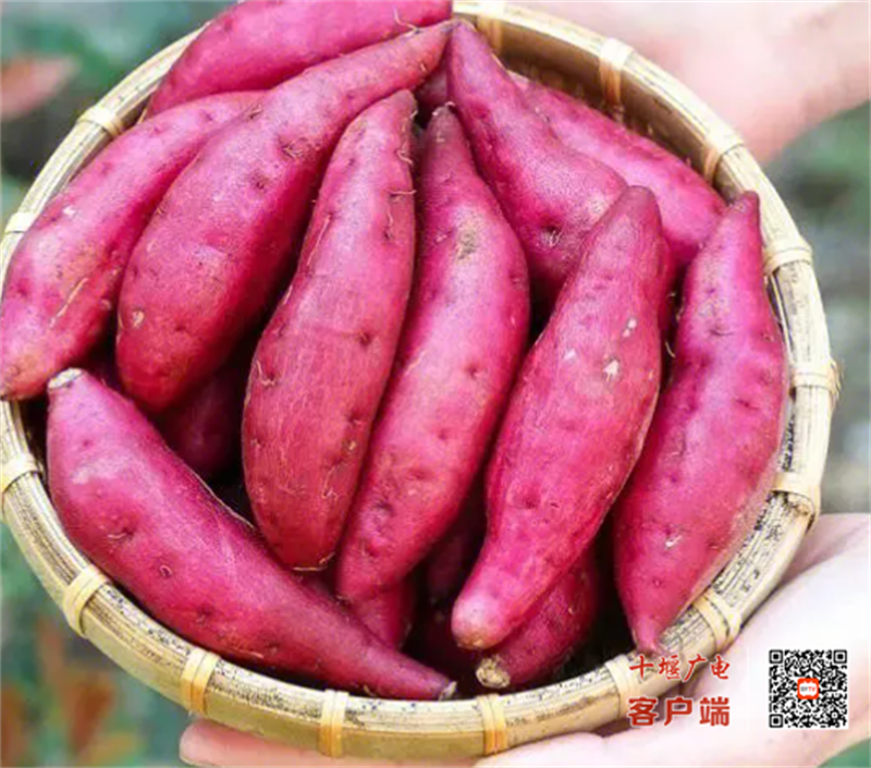 红薯1
