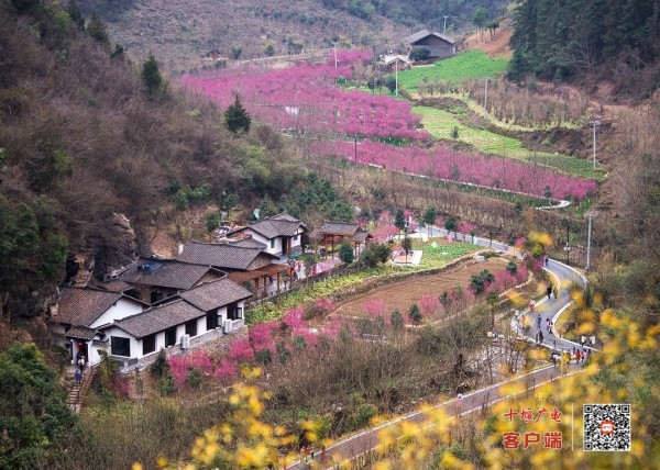 5、游客在竹山县文峰乡太和梅花谷风景区赏梅。_proc