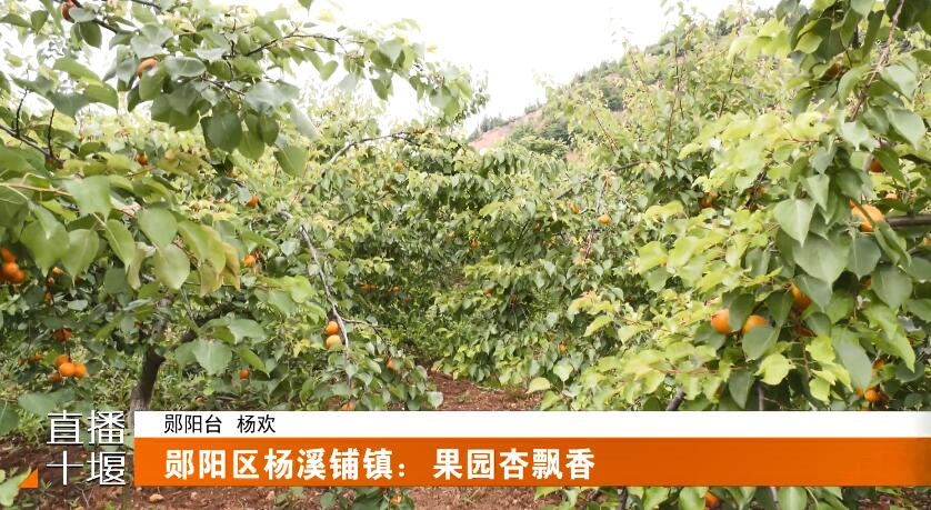 QQ截图20230613193530