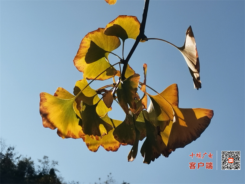 微信图片_20231109110149