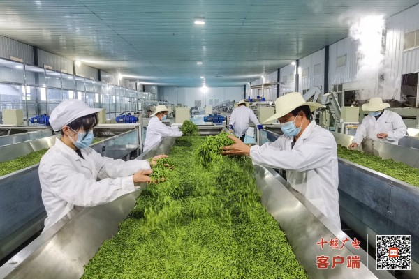 13.《好山好水出好茶》 王俊 (3)
