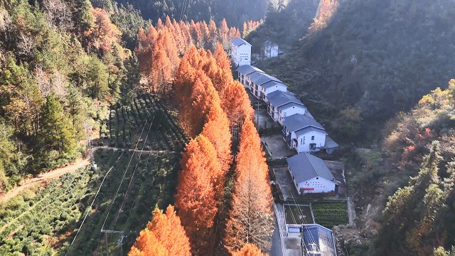 十堰市国有黄龙林场美景如画202311281555221