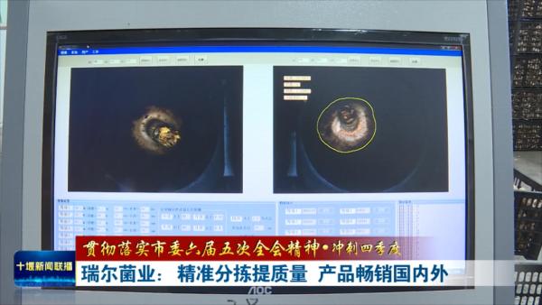 瑞尔菌业：精准分拣提质量  产品畅销国内外.mp4_20231129_195631302