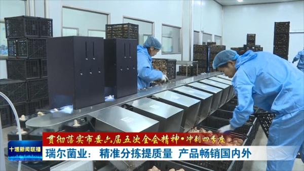 瑞尔菌业：精准分拣提质量  产品畅销国内外.mp4_20231129_195637188