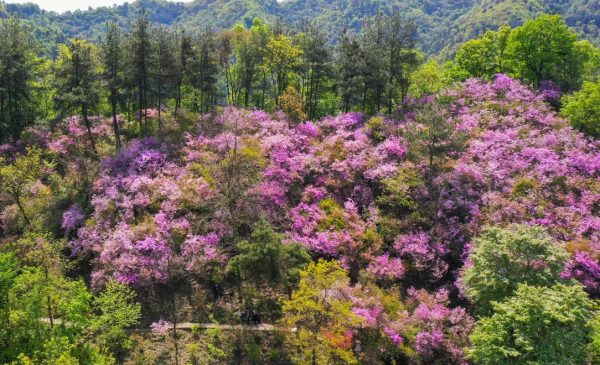 东沟杜鹃花2