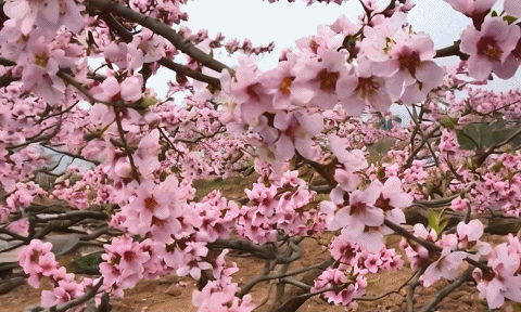 3月20日(8)202432015232910