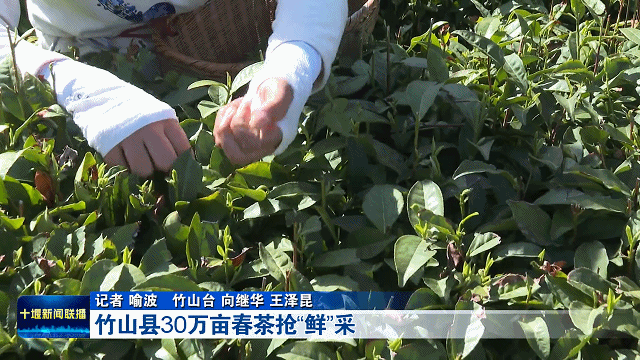 竹山县30万亩春茶抢“鲜”采202441200161