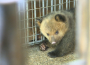 首例！十堰动物园棕熊幼崽可可爱爱过百天
