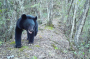 憨态可掬！竹山县堵河源保护区抓拍到“回家”的黑熊