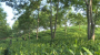 打造“绿色聚宝盆”，十堰林下经济经营面积超750万亩